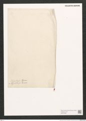 Diatomeae indet. (de-Toni-Nr.: Species 2036 ?) Zeichnungen Sammlung Grunow (NHMW-BOT-W0372538)